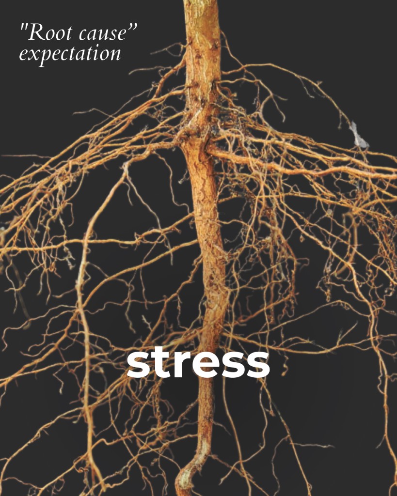 Marea Wellness, Root cause expectation: diet