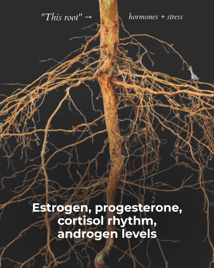 Marea Wellness, This root: hormones and stress