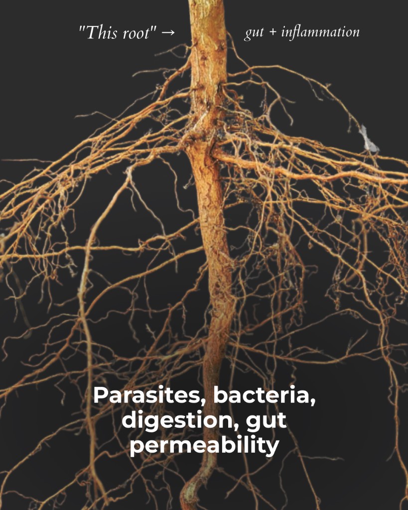 Marea Wellness, This root: deficiencies and thyroid